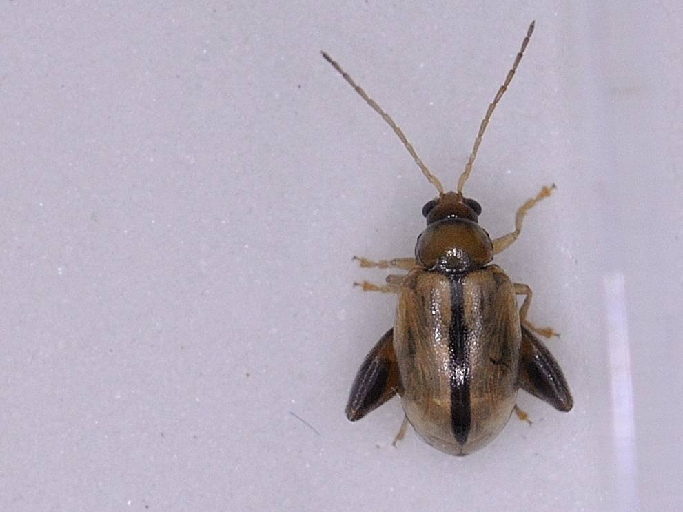 ID Coleottero: Longitarsus cf melanocephalus